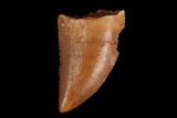 Serrated, Raptor Tooth - Real Dinosaur Tooth #124262-1